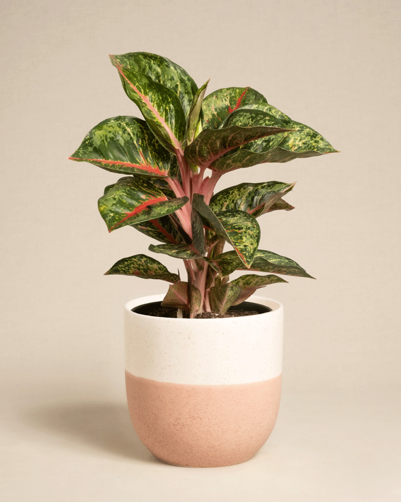 Die Aglaonema Paradise Red hat grün und rosa gesprenkelte Blätter und wird in einem weiß-hellrosa Keramiktopf vor einem schlichten hellbeigen Hintergrund geliefert.