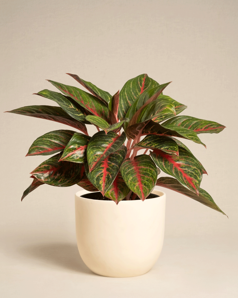Die Aglaonema Red Emerald hat auffällige grüne Blätter mit roten Adern und steht in einem einfachen, runden cremefarbenen Pflanzgefäß vor einem schlichten beigen Hintergrund.