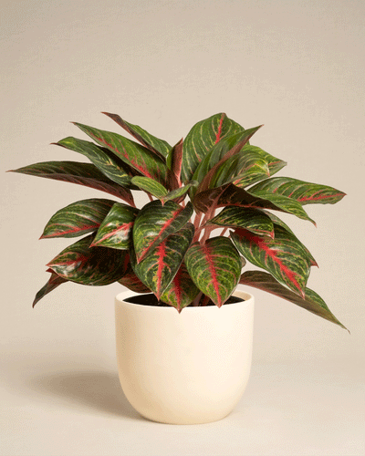 Die Aglaonema Red Emerald hat auffällige grüne Blätter mit roten Adern und steht in einem einfachen, runden cremefarbenen Pflanzgefäß vor einem schlichten beigen Hintergrund.