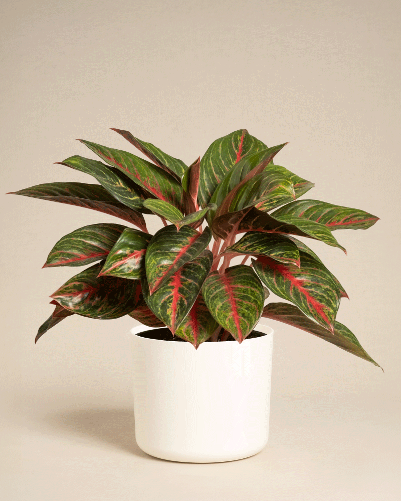 Eine Aglaonema Red Emerald, eine Topfpflanze mit grünem Blattwerk und roten Adern, steht in einem einfachen weißen Topf vor einem schlichten beigen Hintergrund.