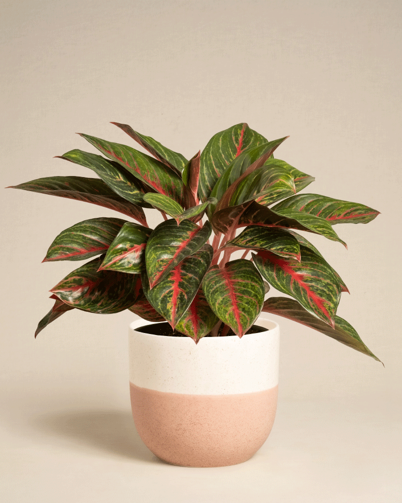 Die Aglaonema Red Emerald mit breiten grünen Blättern, die durch rote Adern akzentuiert werden, steht in einem weißen und hellrosa Keramiktopf vor einem schlichten beigen Hintergrund.