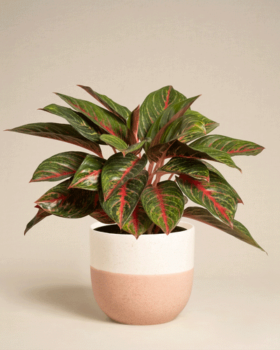 Die Aglaonema Red Emerald mit breiten grünen Blättern, die durch rote Adern akzentuiert werden, steht in einem weißen und hellrosa Keramiktopf vor einem schlichten beigen Hintergrund.