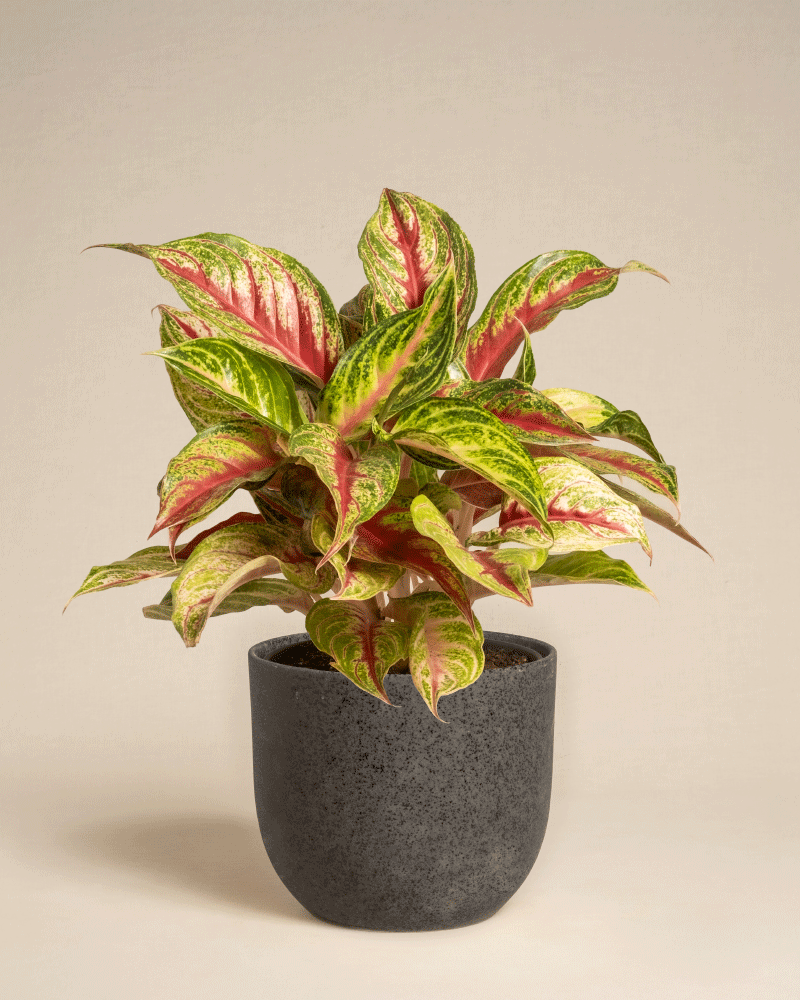 Aglaonema Siam Violet