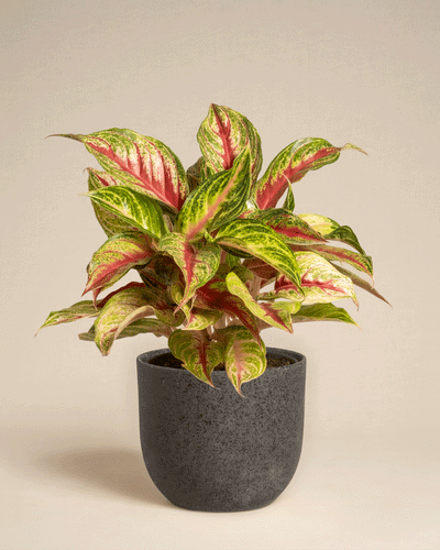 Aglaonema Siam Violet