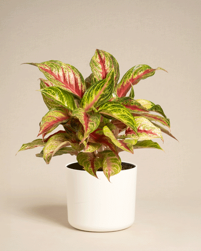 Aglaonema Siam Violet