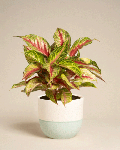 Aglaonema Siam Violet