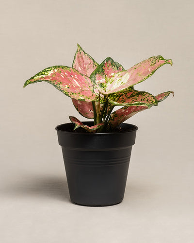 Aglaonema Jazzy Red