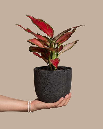 Eine Hand hält einen grauen, strukturierten Blumentopf mit einer leuchtenden *Aglaonema Cherry Baby* mit rosa und grünen Blättern vor einem beigen Hintergrund. Die Person trägt ein weißes Perlenarmband am Handgelenk.