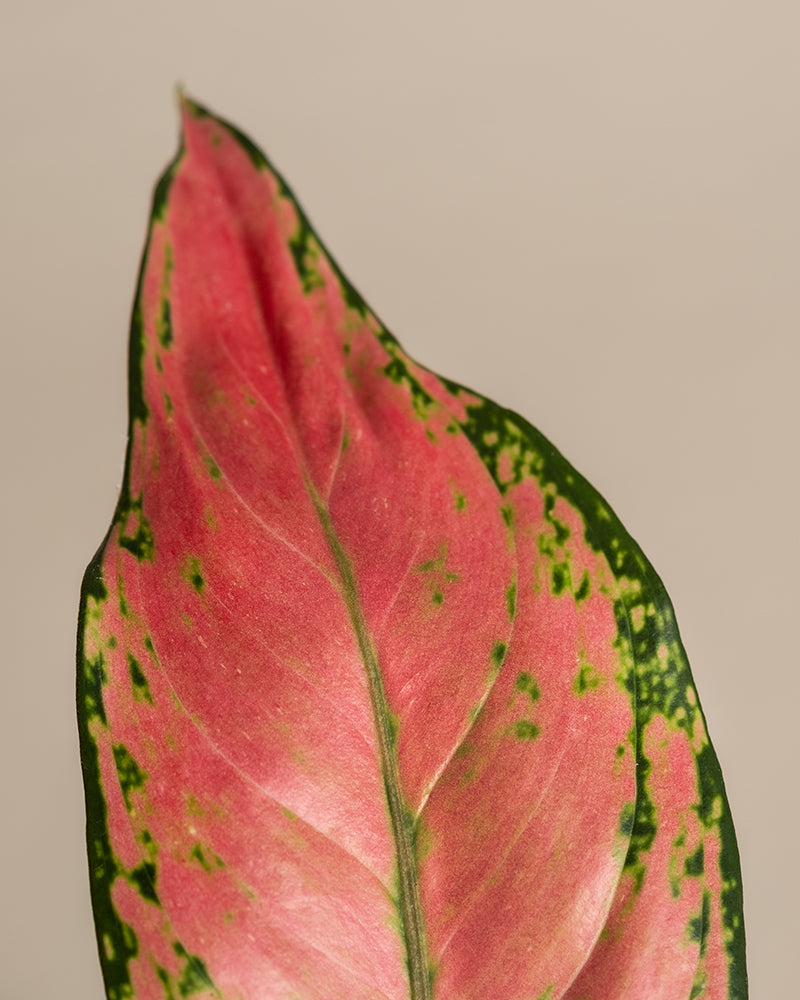 Eine Nahaufnahme eines Aglaonema Cherry Baby-Blattes zeigt eine rosa Mitte mit hellgrünen Sprenkeln und grünen Rändern. Das gesamte Blatt weist eine glatte, leicht glänzende Textur auf einem schlichten beigen Hintergrund auf, wobei subtil sichtbare Adern zu seiner filigranen Schönheit beitragen.