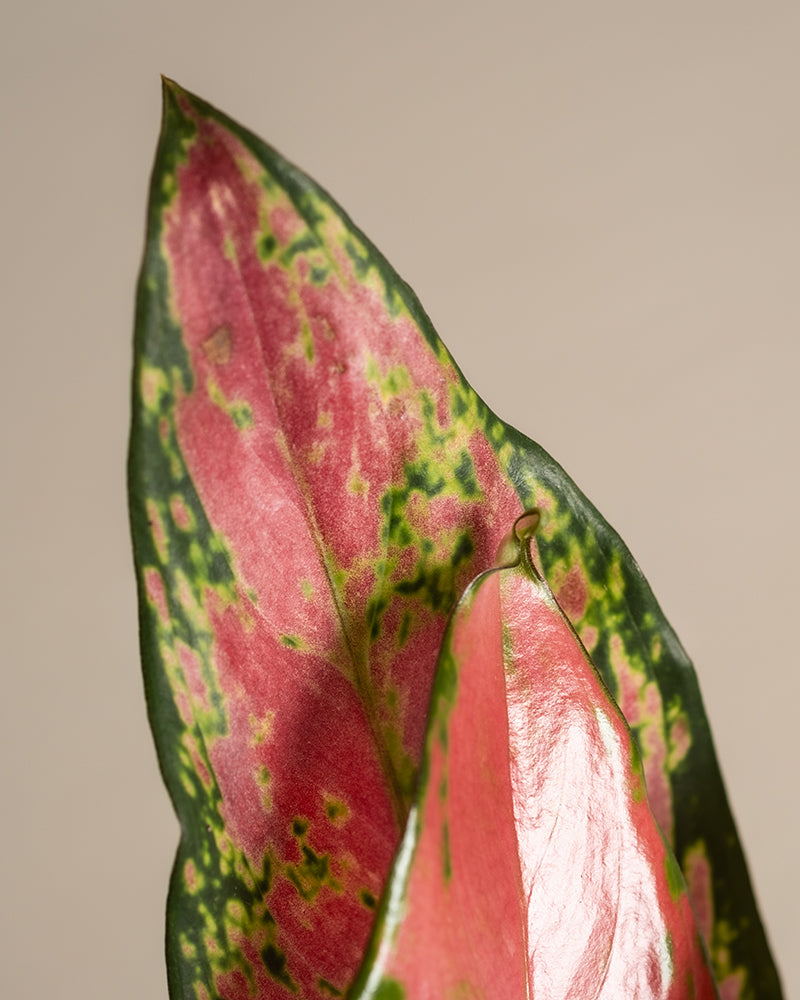 Eine Nahaufnahme des Blattes der Aglaonema Cherry Baby zeigt seine leuchtenden Farben, mit einem dunkelgrünen Rand und einer rosaroten Innenseite, die mit grünen Sprenkeln geschmückt ist. Ein zweites, teilweise verstecktes Blatt im Vordergrund spiegelt diese auffälligen Farbtöne wider. Der neutrale beige Hintergrund betont seine Schönheit.