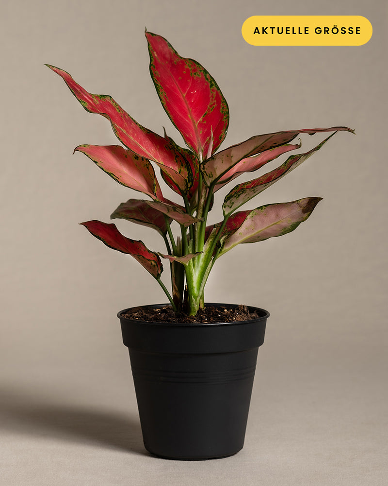 Ein eingetopfter Aglaonema Cherry Baby mit leuchtend grünen und roten Blättern steht vor einem schlichten Hintergrund. Die Pflanze befindet sich in einem schwarzen Plastiktopf. In der oberen rechten Ecke steht auf einem gelben Etikett „AKTUELLE GRÖSSE“. Um optimales Wachstum zu gewährleisten, beachten Sie die Licht- und Standortbedingungen für diesen atemberaubenden Aglaonema Cherry Baby.