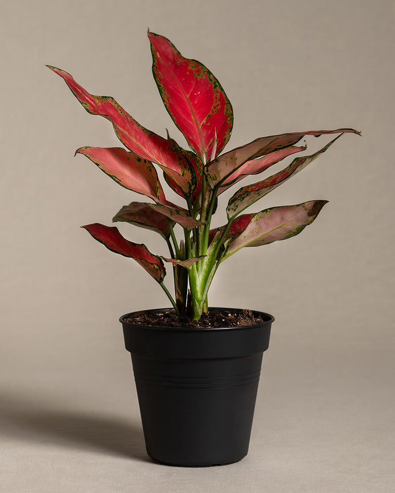 Ein eingetopfter Aglaonema Cherry Baby mit leuchtend grünen und roten Blättern steht vor einem schlichten Hintergrund. Die Pflanze befindet sich in einem schwarzen Plastiktopf. In der oberen rechten Ecke steht auf einem gelben Etikett „AKTUELLE GRÖSSE“. Um optimales Wachstum zu gewährleisten, beachten Sie die Licht- und Standortbedingungen für diesen atemberaubenden Aglaonema Cherry Baby.