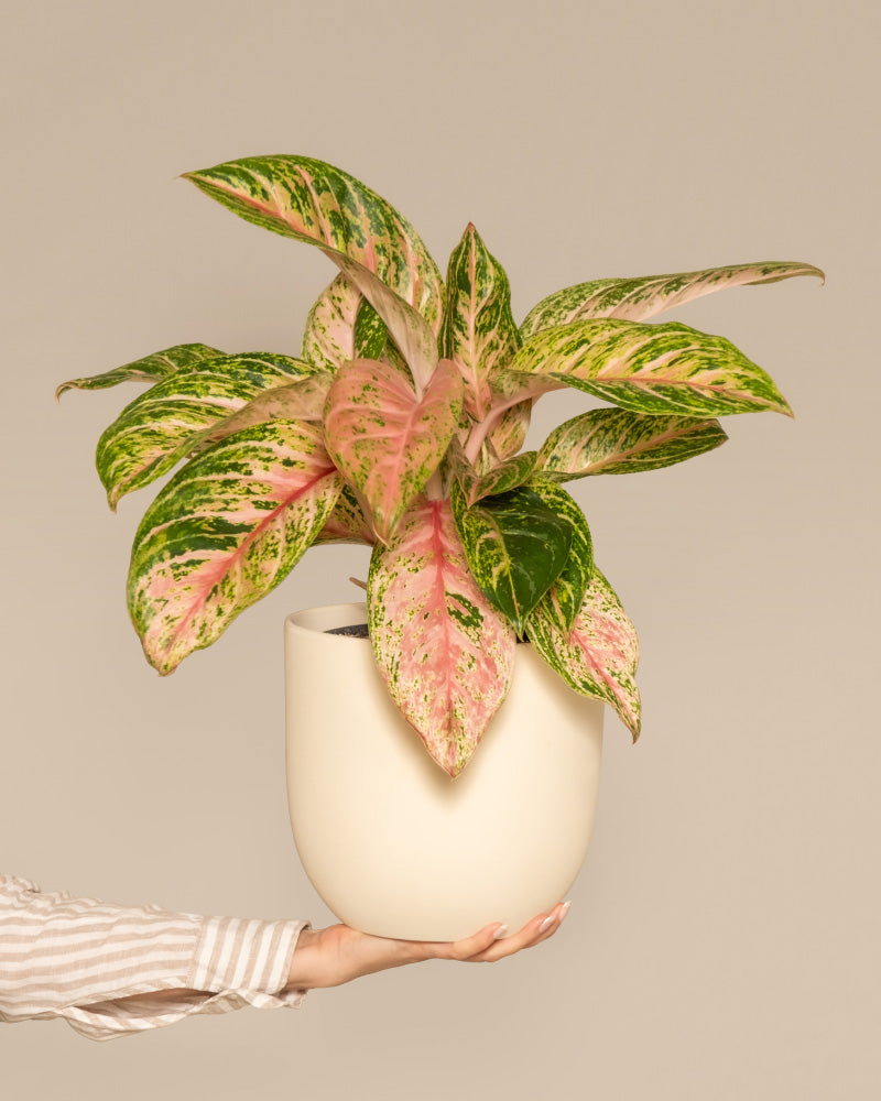 Eine Hand in einem gestreiften Ärmel hält einen weißen Topf mit einer leuchtenden Aglaonema-Kokosmelonenpflanze. Die Aglaonema-Kokosmelone hat große, spitze Blätter in verschiedenen Rosa-, Grün- und Cremetönen. Der Hintergrund ist ein solides, neutrales Beige.