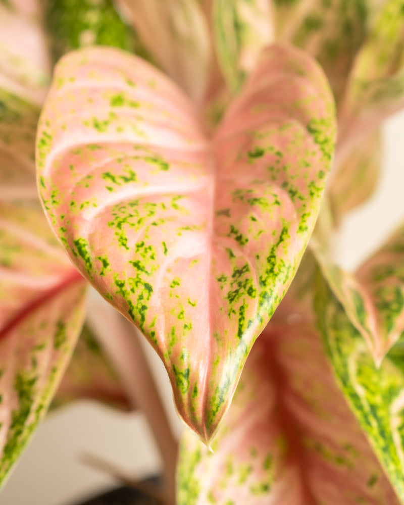 Nahaufnahme eines leuchtenden Blattes aus dem Tropical Beauty Set, das überwiegend rosa und grüne Farbtöne aufweist. Das herzförmige Blatt weist grüne Flecken auf, die über seine rosa Oberfläche verstreut sind. Der sanft verschwommene Hintergrund betont die farbenfrohen Texturen und komplizierten Muster dieser tropischen Schönheit.