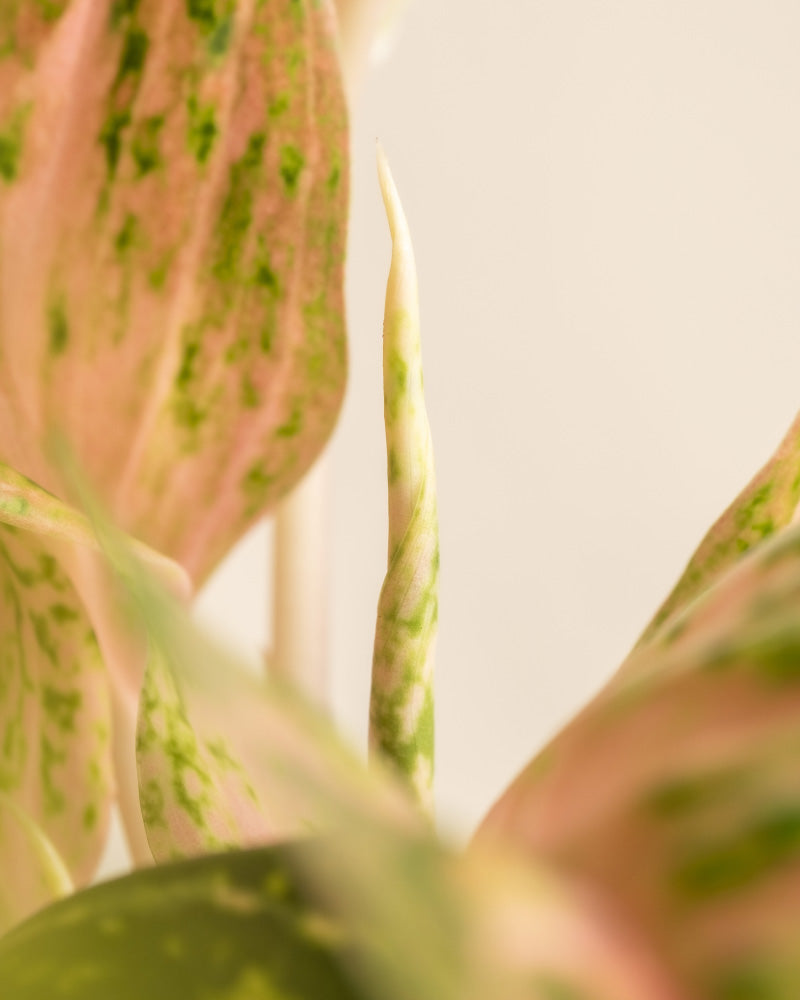 Eine Nahaufnahme einer Aglaonema Cocomelon hebt ihre grün und rosa bunten Blätter hervor. Das Foto konzentriert sich auf eine neue Blattknospe, die zwischen größeren Blättern hervorkommt, und fängt feine Details vor einem weichen Hintergrund ein.