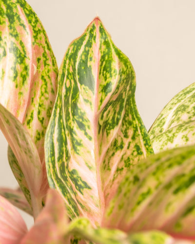 Nahaufnahme der leuchtend grün und rosa bunten Blätter der Aglaonema Cocomelon, die auffällige Muster in Grün-, Creme- und Rosatönen aufweisen. Der Hintergrund in einem sanften, neutralen Farbton hebt das farbenfrohe Laub dieser exquisiten Pflanze hervor.