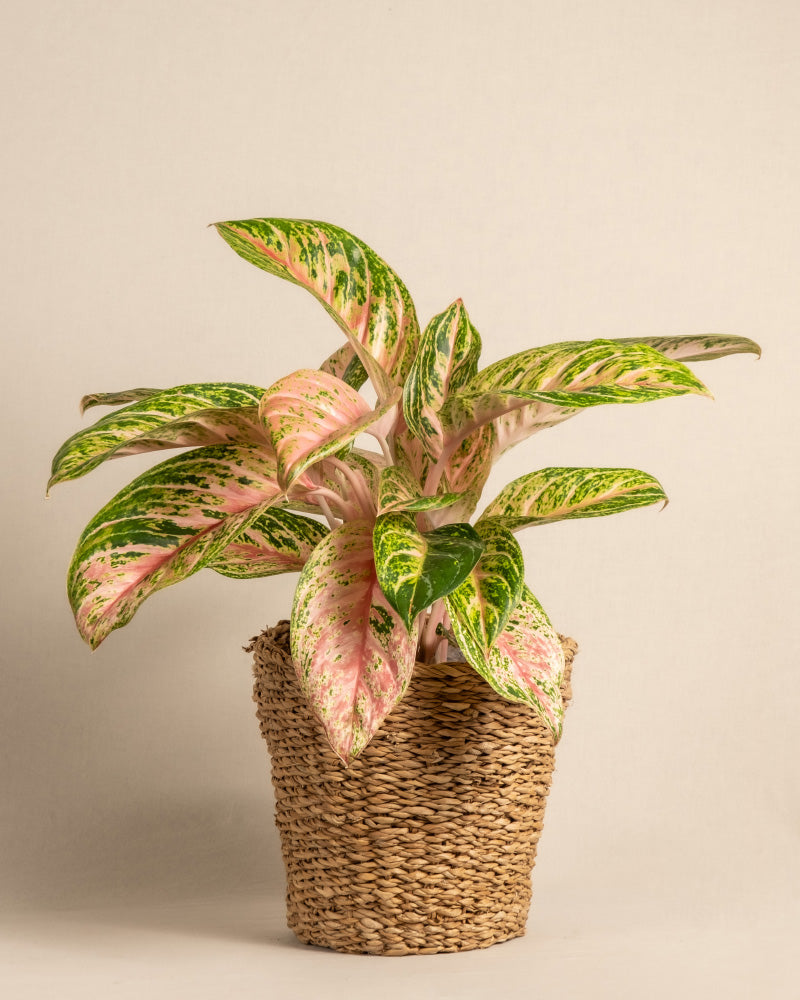 Die Aglaonema Cocomelon, eine dekorative Zimmerpflanze, zeichnet sich durch bunte Blätter in leuchtenden Grün- und Rosatönen aus. Präsentiert in einem geflochtenen Korb, belebt diese tropische Schönheit einen schlichten, neutralen beigen Hintergrund.