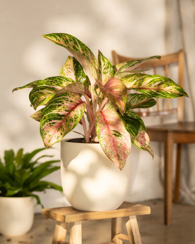 Eine Aglaonema-Kokosmelone mit breiten, bunten Blättern in Grün-, Rosa- und Cremetönen steht auf einem Holzhocker. Im Hintergrund steht eine weitere grüne Tropenpflanze im Topf, zusammen mit einem Holzstuhl auf einem hellen Boden. Die Szene wird sanft durch natürliches Licht beleuchtet.