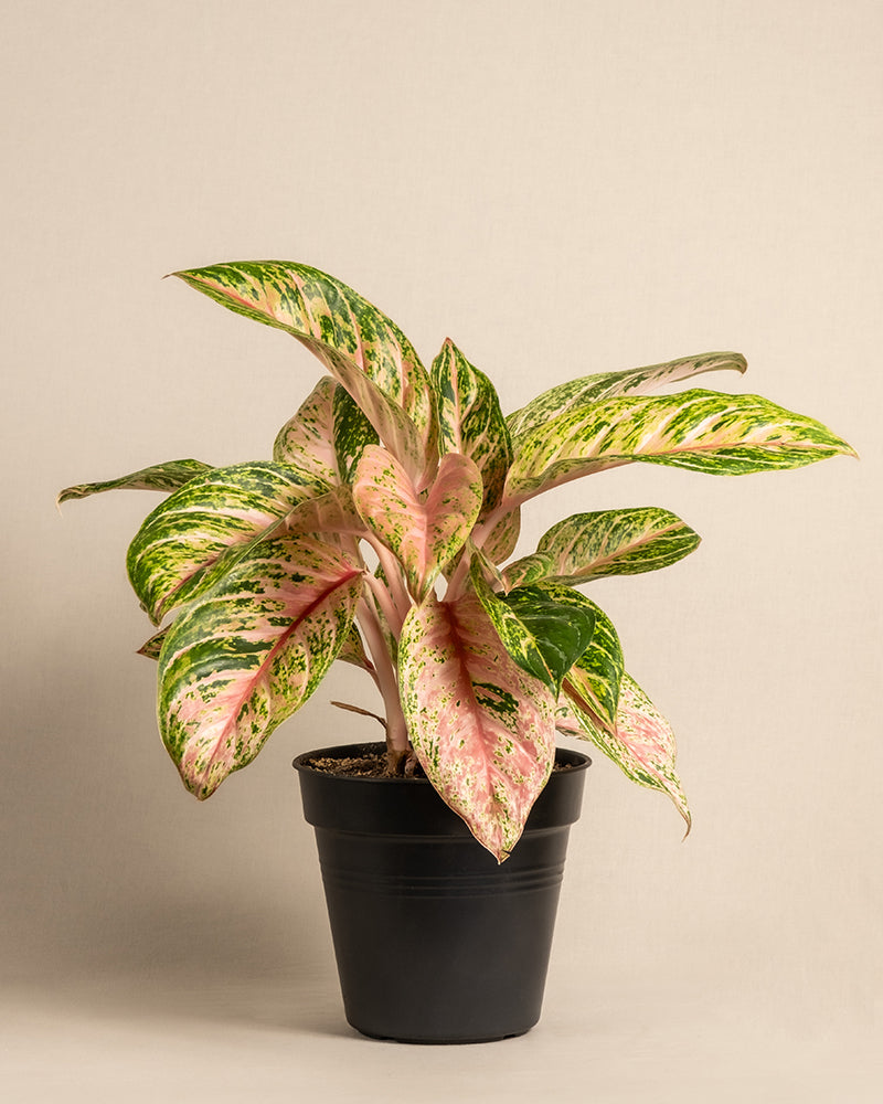 Eine Aglaonema Cocomelon im Topf mit großen, länglichen Blättern, die eine Mischung aus grün-rosa-weißen bunten Mustern aufweisen. Der schwarze Topf hat in der oberen rechten Ecke ein gelbes Etikett mit dem Text „AKTUELLE GRÖSSE“. Der Hintergrund ist schlicht beige. Diese atemberaubende Pflanze ist eine wunderschöne Tropenpflanze.