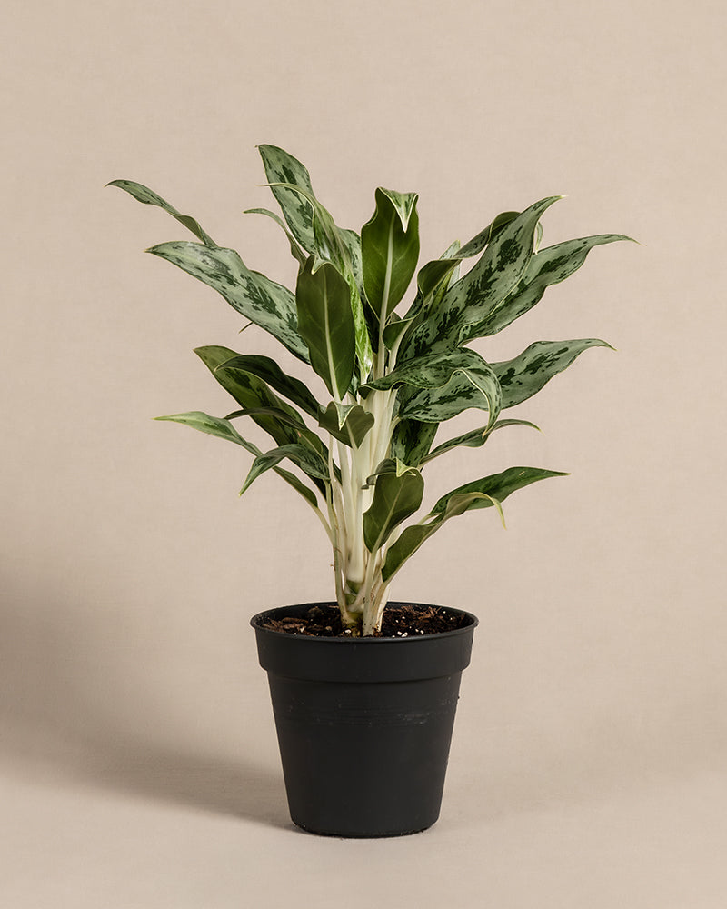 Aglaonema Greyhound ohne Übertopf