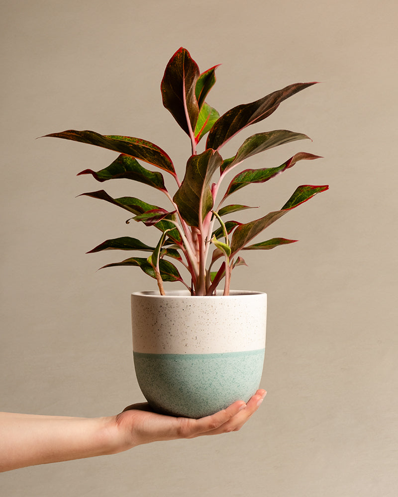 Eine Person hält eine Aglaonema Jungle Red und präsentiert ihre auffälligen grünen Blätter mit roten Rändern und rosafarbenen Stielen. Sie steht in einem modernen Keramiktopf, der eine gesprenkelte weiße obere Hälfte und eine hellgrüne untere Hälfte aufweist. Die Szene ist vor einem einfachen beigen Hintergrund dargestellt, was die Vorliebe der Pflanze für Umgebungen mit hoher Luftfeuchtigkeit unterstreicht.