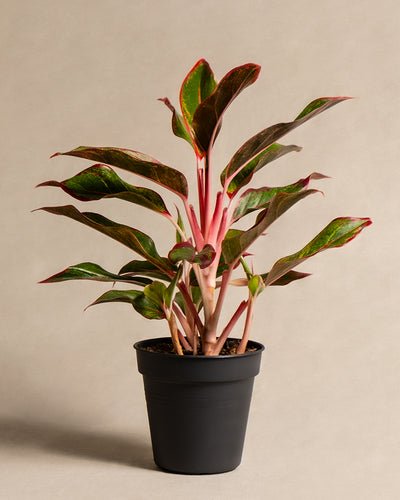 Eine Topfpflanze der Sorte Aglaonema Jungle Red mit länglichen dunkelgrünen Blättern mit rosaroten Rändern und Stielen eignet sich für Räume mit hoher Luftfeuchtigkeit. Sie wird in einem schlichten schwarzen Topf auf einem schlichten beigen Hintergrund geliefert und schafft so ein lebendiges Bild mit auffälligen Kontrastfarben.