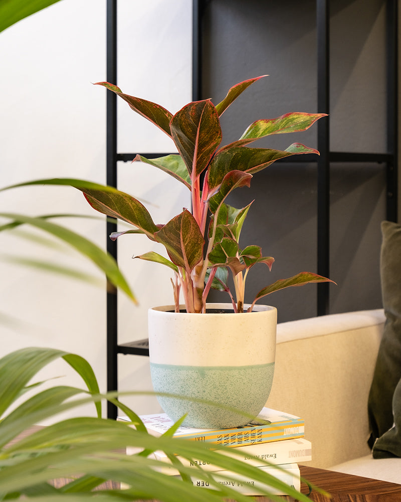 Eine Aglaonema Jungle Red mit leuchtend grünen und rötlichen Blättern steht elegant auf einem Bücherstapel in einer modernen Inneneinrichtung. Ihr weißer Topf mit einem hellblauen Band um die Mitte hebt sich von dem Metallregal und dem Stuhl mit dem grünen Kissen ab und gedeiht in der hohen Luftfeuchtigkeit des Raums.