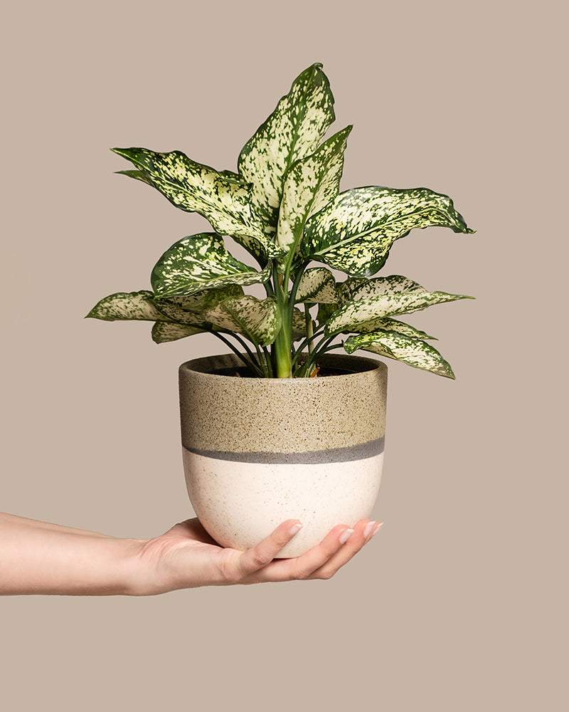 Eine Hand hält eine Aglaonema Kiwi, eine beliebte Zimmerpflanze, mit grün-weiß gesprenkelten Blättern in einem beigen Keramiktopf. Der Hintergrund ist ein kräftiges Hellbraun.