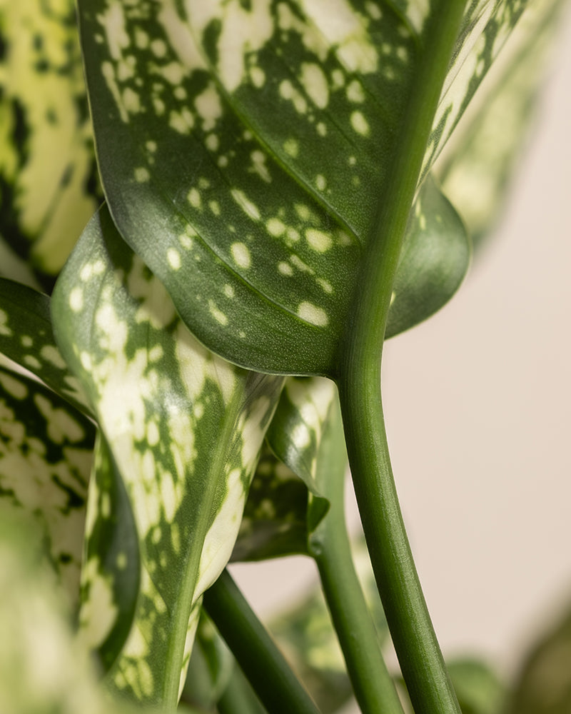 Nahaufnahme von grünen Blättern mit weiß gesprenkelten Mustern auf hellem Hintergrund. Die Ränder der Blätter haben ein welliges, gekräuseltes Aussehen und der Stiel ist deutlich sichtbar, wodurch die komplizierten Details und Texturen der Aglaonema Kiwi deutlich werden.