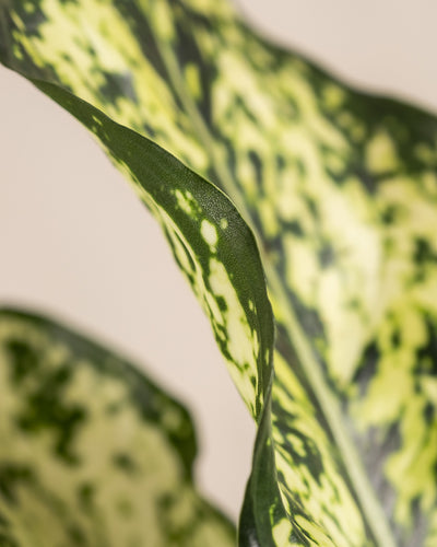 Nahaufnahme der Blätter einer Aglaonema-Kiwi mit grün und gelb bunten Mustern. Die Blätter haben eine glatte Textur und gewellte Ränder. Der Hintergrund ist in einem neutralen Beige gehalten, wodurch die leuchtenden Farben dieser Aglaonema-Kiwi hervorstechen.