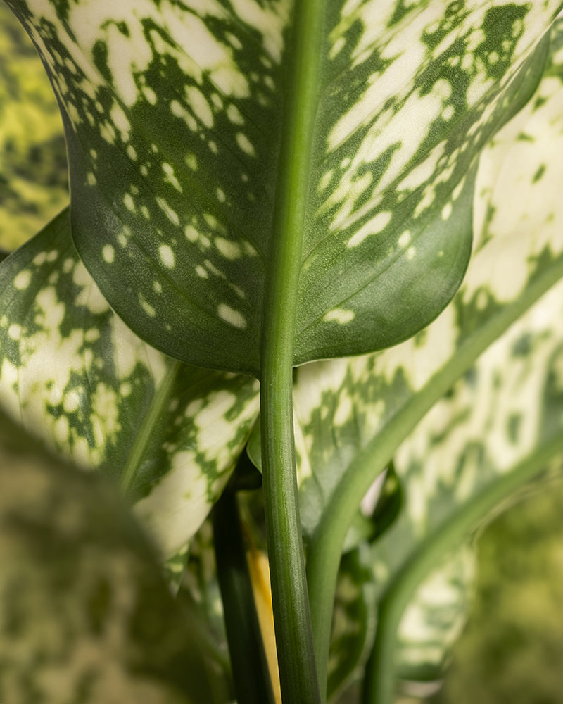 Nahaufnahme von üppigen grünen Aglaonema-Kiwi-Blättern mit weißen Sprenkeln. Die Aglaonema-Kiwi weist komplizierte Muster und Texturen auf, und der zentrale Stiel ist markant und verleiht dem Bild Tiefe. Der Hintergrund besteht aus anderen unscharfen Blättern, die das Hauptmotiv hervorheben.