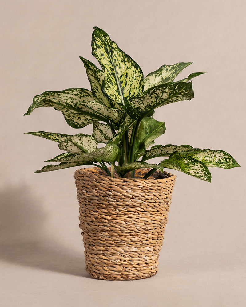 Eine Aglaonema Kiwi-Pflanze mit großen grün-weiß gefleckten Blättern steht in einem strukturierten, geflochtenen Korb vor einem neutralen Hintergrund. Das üppige Blattwerk dieser Zimmerpflanze ist auffällig und bildet einen lebhaften Kontrast zur minimalistischen Umgebung.