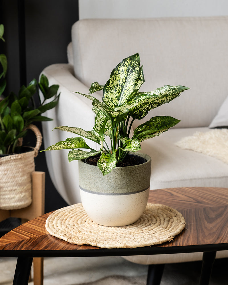 Eine Topfpflanze, eine elegante Aglaonema Kiwi mit bunten grünen und weißen Blättern, steht auf einem Holztisch mit einer gewebten Unterlage. Der Tisch steht vor einem beigen Sofa mit einem weißen Kissen. Im Hintergrund, links vom Sofa, ist ein weiteres Aglaonema Kiwi zu sehen.