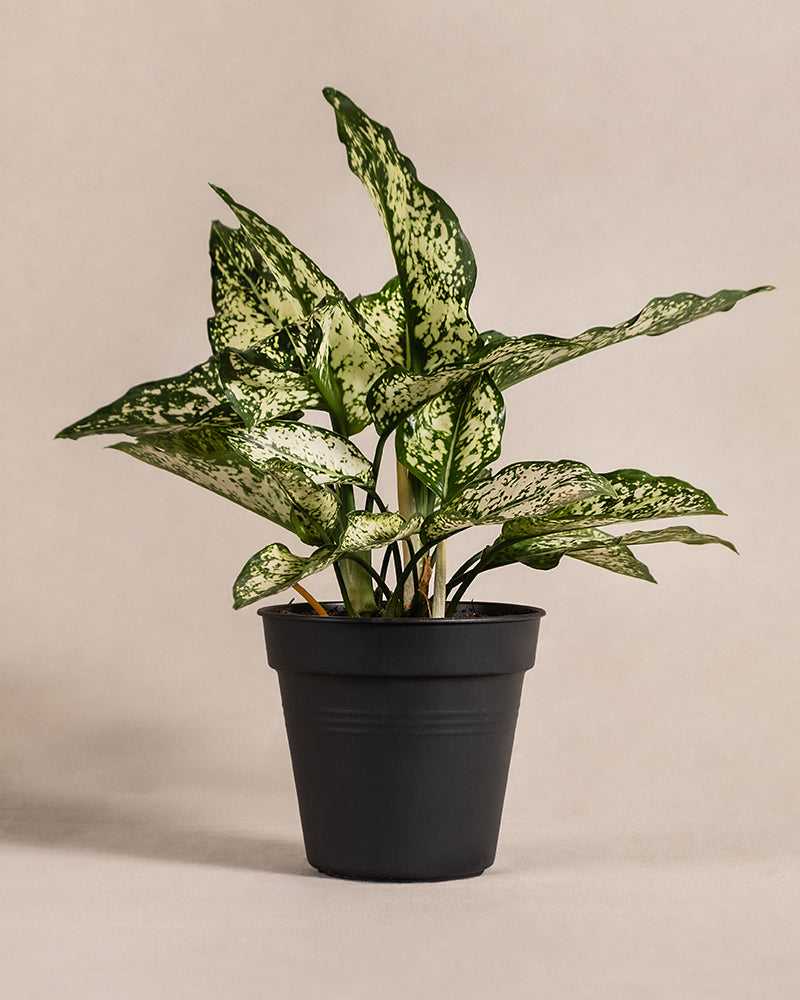 Eine grün-weiß gefleckte Aglaonema-Pflanze mit länglichen Blättern, bekannt als Aglaonema Kiwi, steht in einem schwarzen Topf. Der Hintergrund ist hellbeige und auf einem gelben Etikett in der oberen rechten Ecke steht „Aktuelle Größe“. Diese schöne Zimmerpflanze erhellt jeden Raum.