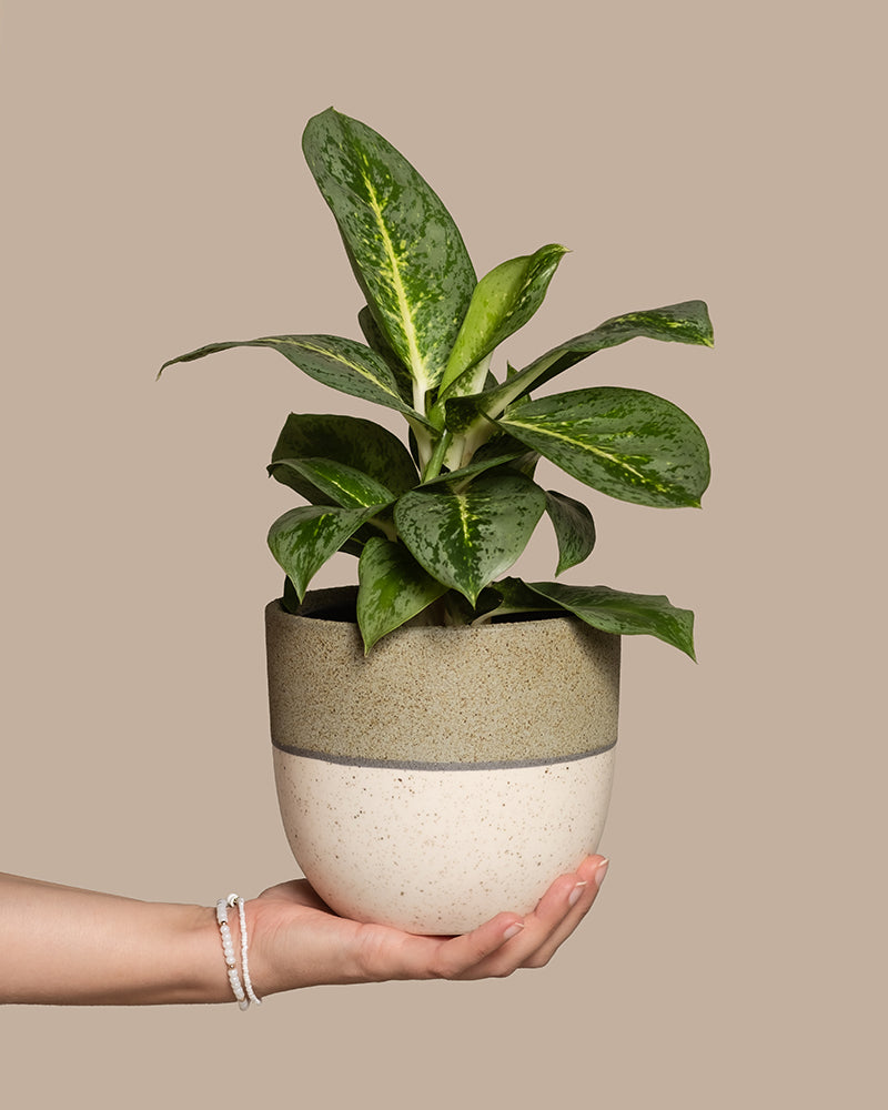 Eine Hand mit einem Armband aus weißen Perlen hält einen kleinen Topf Aglaonema Lemon Mint vor einem schlichten hellbraunen Hintergrund. Die grüne Pflanze mit den gesprenkelten Blättern steht in einem zweifarbigen Topf mit Beige in der unteren Hälfte und Hellgrau in der oberen Hälfte, was ihren pflegeleichten Charme unterstreicht.