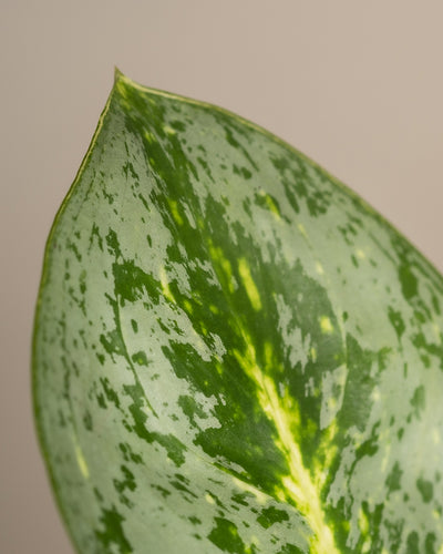 Nahaufnahme des Aglaonema-Zitronenminzblattes mit seiner spitzen Spitze und dem bunten Muster. Das Blatt weist dunkelgrüne Flecken und Streifen auf einem hellgrünen Hintergrund auf und hat eine leicht geschwungene Form. Vor einem neutralen, hellbeigen Hintergrund wird seine Schönheit betont. Diese pflegeleichte Aglaonema-Zitronenminzpflanze ist perfekt für jeden Raum.