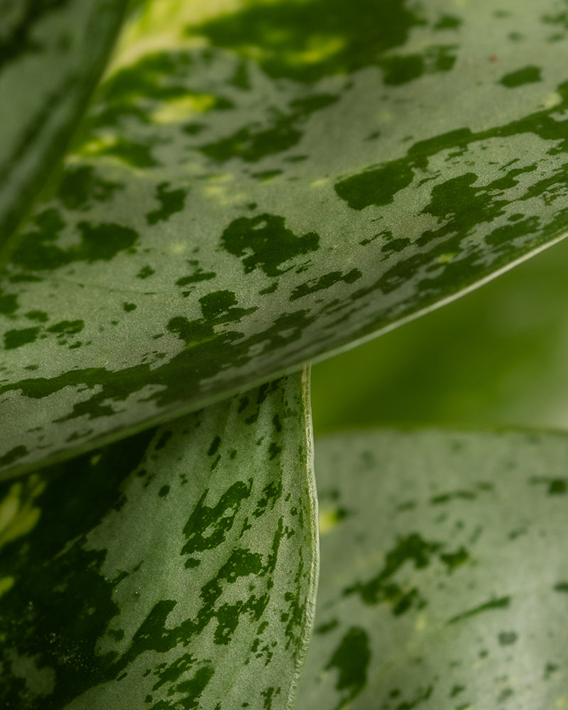 Nahaufnahme von bunten grünen Blättern mit einem gefleckten Muster. Die Blätter einer Aglaonema-Zitronenminze überlappen sich und zeigen verschiedene Grüntöne mit hellen und dunklen Flecken. Die Textur und Details der Blätter der Aglaonema-Zitronenminze sind deutlich sichtbar und unterstreichen ihre natürliche Schönheit.