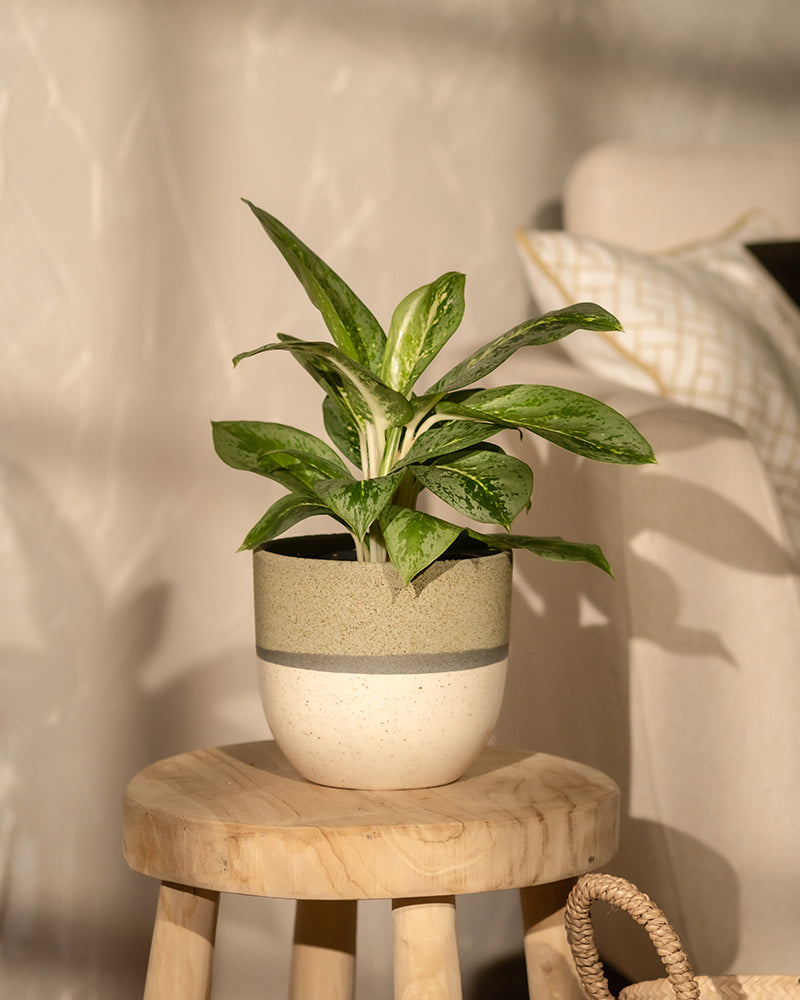 Eine Aglaonema-Zitronenminze mit bunten Blättern steht auf einem kleinen Holzhocker in einem warm beleuchteten Raum. Die grüne Pflanze steht in einem weißen Topf mit grauem Band, der das beige Sofa mit einem gemusterten Kissen und einem Teil eines geflochtenen Korbs im Hintergrund ergänzt und einen einladenden, pflegeleichteren Raum schafft.