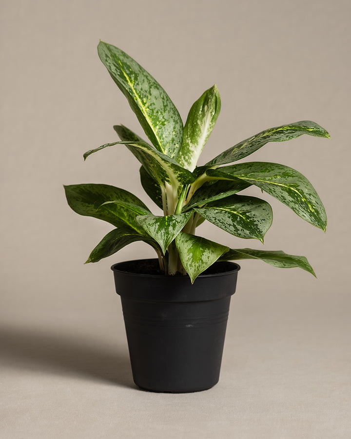 Aglaonema Lemon Mint | Kolbenfaden | feey Zimmerpflanzen 🌱 – feey AG