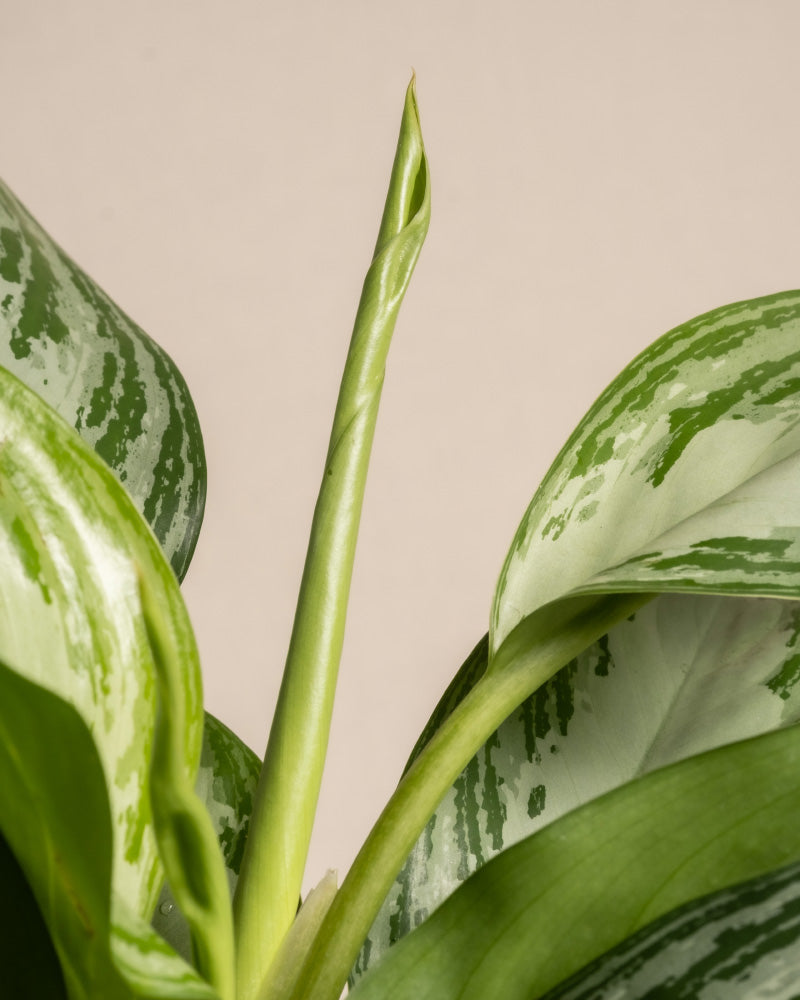 Nahaufnahme einer Zimmerpflanze Aglaonema Silver Bay mit großen, glänzenden Blättern mit hellgrüner und dunkelgrüner Marmorierung. Aus der Mitte entfaltet sich ein neues Blatt, das noch fest gerollt ist. Der Hintergrund ist ein schlichtes, neutrales Beige.