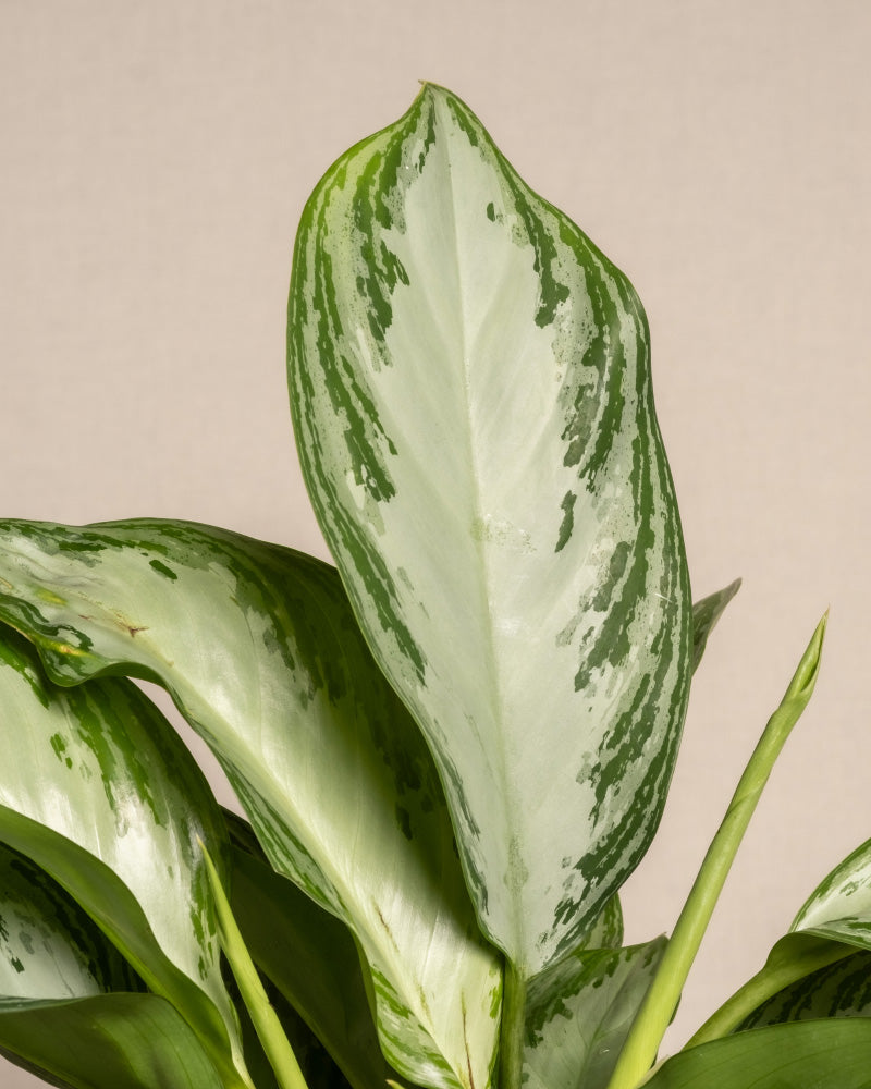 Nahaufnahme eines Aglaonema Silver Bay-Blattes mit auffälligen marmorierten Mustern in Hellgrün-, Dunkelgrün- und Weißtönen. Das bunte Laub hebt sich von einem schlichten, hellen Hintergrund ab und verleiht dieser bemerkenswerten Zimmerpflanze Struktur und optische Attraktivität.