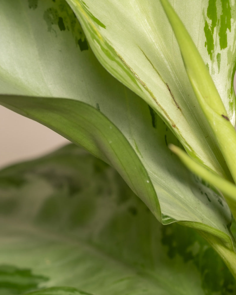 Nahaufnahme der Blätter der Pflanze Aglaonema Silver Bay. Die spektakulären Blätter weisen glatte Ränder und ein faszinierendes buntes Muster mit hellen und dunklen Grüntönen auf, das durch eine deutlich erkennbare Mittelader, die durch jedes Blatt verläuft, akzentuiert wird. Die Textur- und Farbvariationen erzeugen ein Gefühl von Tiefe und Üppigkeit.