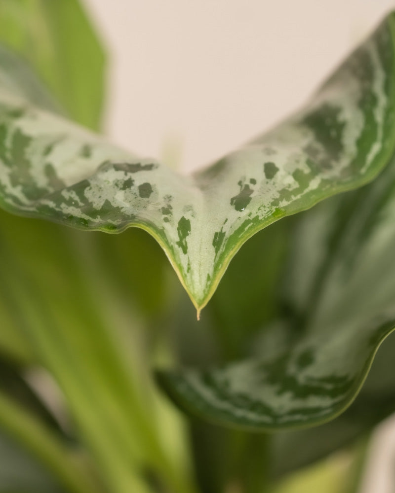 Nahaufnahme der Spitze eines Aglaonema Silver Bay-Blattes mit hell- und dunkelgrüner Panaschierung. Der Hintergrund ist verschwommen, wodurch der Fokus auf die komplizierten Muster und Texturen der spektakulären Blätter gelenkt wird. Das Blatt sieht gesund und lebendig aus.