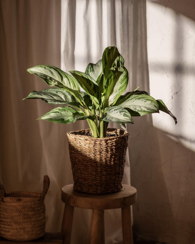 Eine Aglaonema Silver Bay mit spektakulären Blättern sitzt in einem geflochtenen Korb. Der Korb steht auf einem Holzhocker vor einem Hintergrund aus weißen Vorhängen. Sonnenlicht fällt von der Seite ein und wirft weiche Schatten.