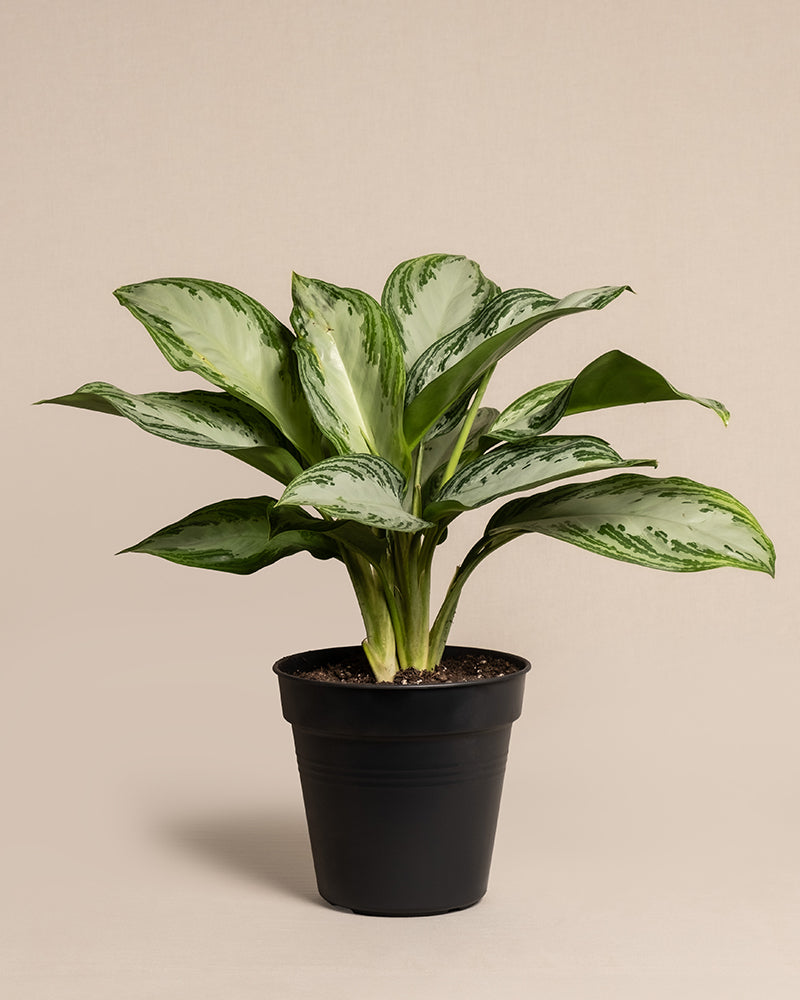 Eine Topfpflanze der Sorte Aglaonema Silver Bay mit breiten, grünen, bunten Blättern steht in einem schwarzen Topf vor einem neutralen Hintergrund. Auf einem gelben Etikett in der oberen rechten Ecke steht „AKTUELLE GRÖSSE“, was die aktuelle Größe des Kolbenfadens angibt. Seine spektakulären Blätter verleihen jedem Raum einen Hauch von Eleganz.