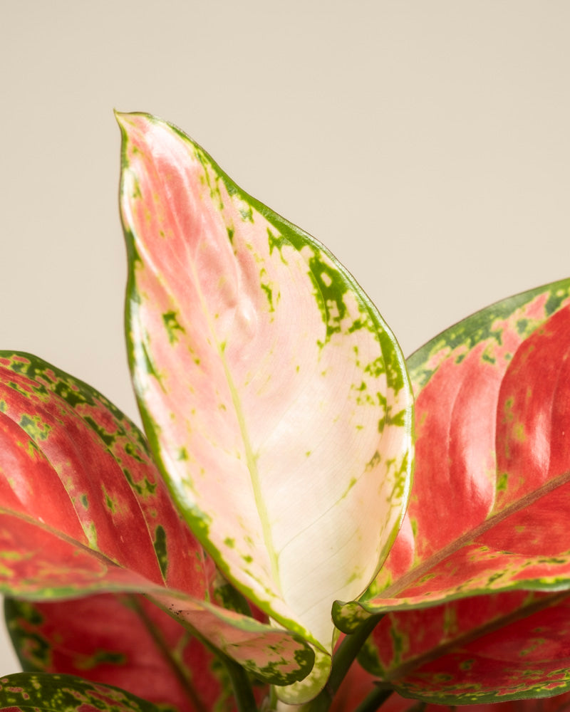 Eine Nahaufnahme der Blätter von Aglaonema Cayenne Red, die rosa, weiße und grüne Farbtöne mit gefleckten, bunten Mustern vor einem schlichten hellen Hintergrund zeigen.