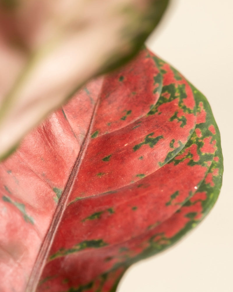 Nahaufnahme eines Aglaonema Cayenne Red-Blattes mit detaillierter Textur und lebendigen Farbmustern. Das Blatt weist eine markante Mittelrippe mit unregelmäßigen grünen Flecken auf der auffällig roten Oberfläche auf.