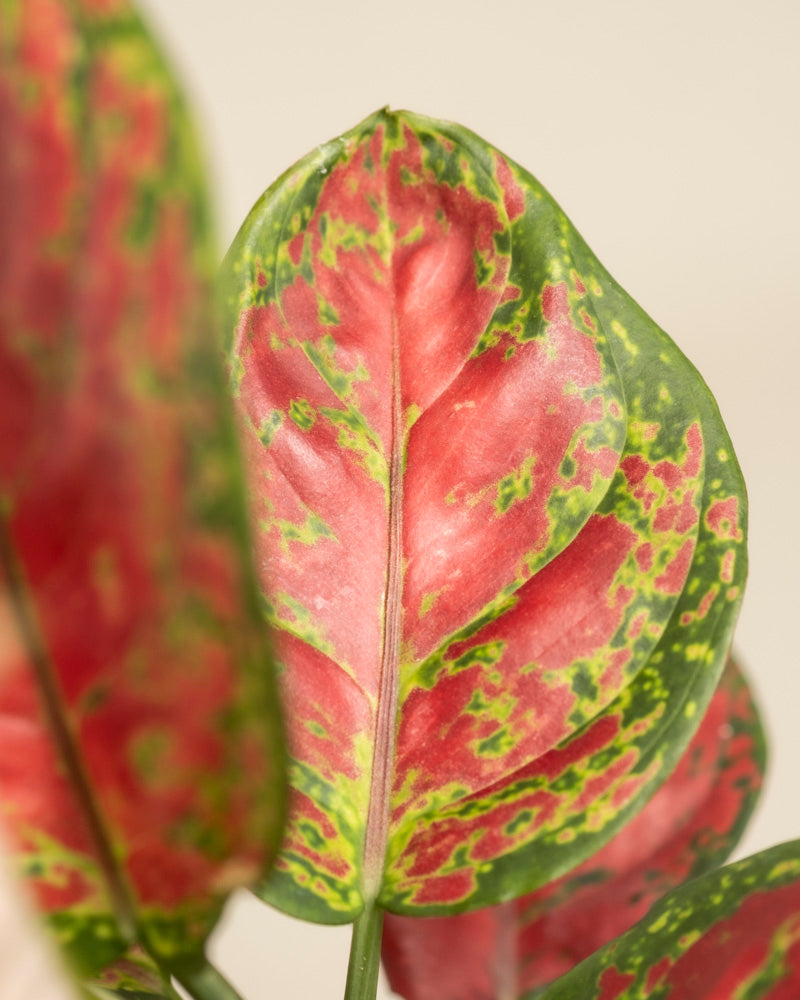 Nahaufnahme eines Aglaonema Cayenne Red-Blattes mit einer lebendigen Mischung aus roten, grünen und gelben Mustern mit einer gesprenkelten Textur vor einem leicht unscharfen Hintergrund.