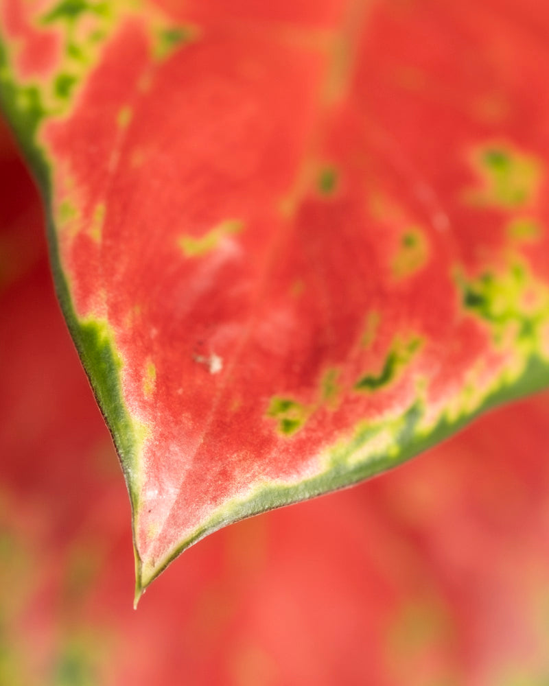 Nahaufnahme eines Aglaonema Cayenne Red-Blattes mit leuchtend roter Farbe, grünen Rändern und vereinzelten grünen Flecken, wodurch die feinen Details und Strukturen vor einem leicht unscharfen Hintergrund hervorgehoben werden.