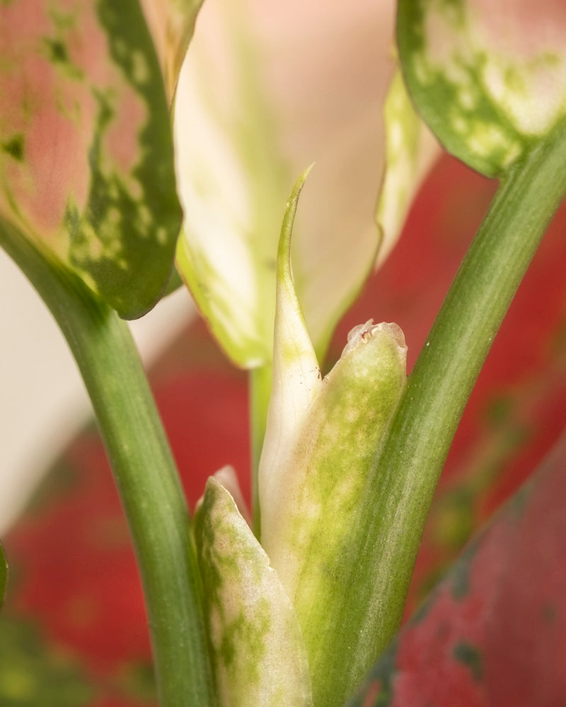 Nahaufnahme eines roten Aglaonema Cayenne-Stängels mit grün-cremefarbenen Blättern. Der leicht unscharfe Hintergrund zeigt rote und grüne Blätter, die einen Kontrast zum scharfen Fokus auf dem mittleren Blatt bilden.